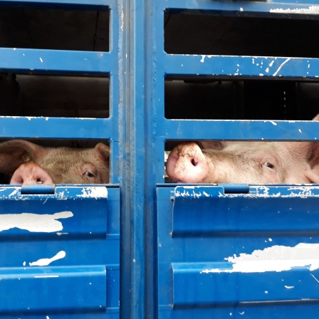 Anlieferung der Schweine zum Schlachthof
