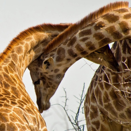 Giraffen im Krüger Nationalpark, Südafrika
