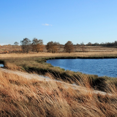 Die Maasdünen in den Niederlanden