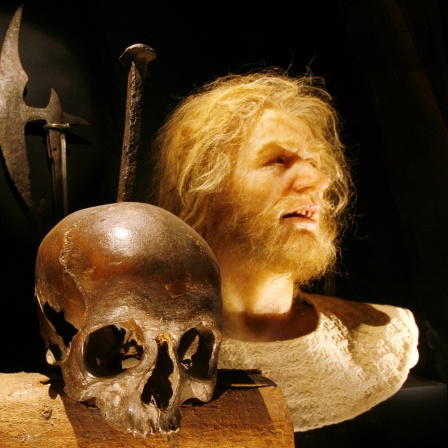 Der angebliche Schädel des Freibeuters Klaus Störtebeker und die Nachbildung seines Kopfes im Museum für Hamburgische Geschichte.