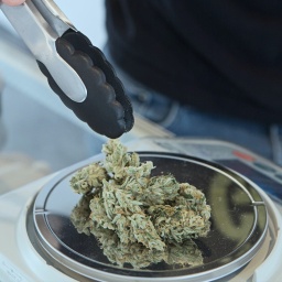 Drogenbeauftragter der Bundesregierung zur Legalisierung von Cannabis: "Großer Gewinn und Fortschritt"