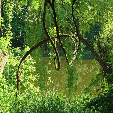 Ein Waldstück im Sonnenlicht.