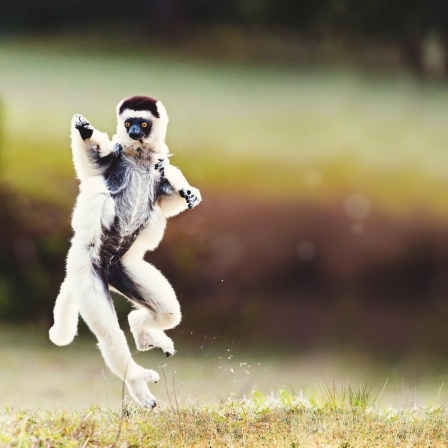 Eine schwarz-weiße Lemurenmutter springt mit ausgestreckten Gliedmaßen und einem Jungtier auf dem Rücken über das Gras.