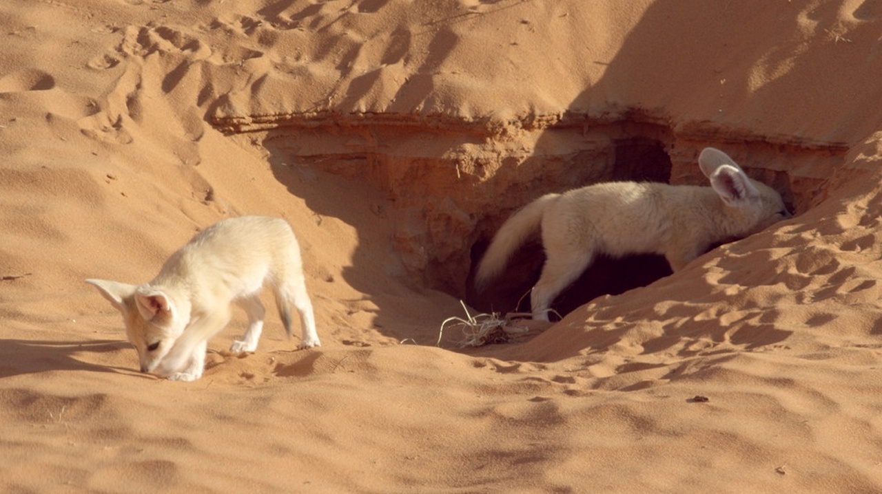 Überlebenskünstler der Wüste · Im Süden Marokkos
