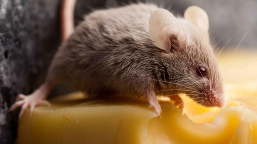 Bild: Jan Pietruszka / IMAGO / YAY Images