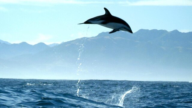 Schwarzdelfine kommunizieren nicht nur über ihr Sonar und verschiedene Click-Laute miteinander. Auch mit ihren Sprüngen und der Art, wie sie ins Wasser tauchen, geben sie sich gegenseitig Signale.