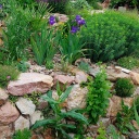 Steingarten; Trockenmauer bewachsen mit Iris und Farnen