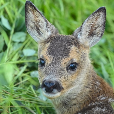 Rehkitz im Gras