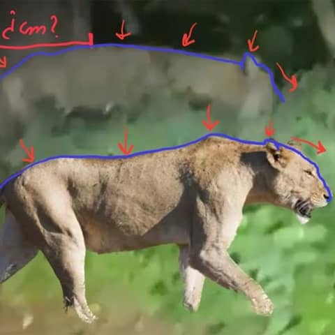 Vergleich der Rückenlinie eines Löwen mit der Aufnahme eines Tieres in Kleinmachnow (Quelle: Gemeinde Kleinmachnow / Urheber: José Maria Galàn/CyperTracker) 