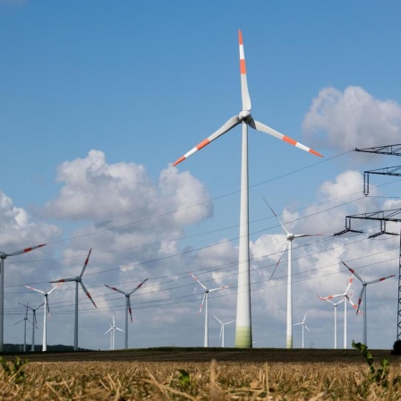 Windräder und eine Hochspannungsleitung stehen auf einem Feld.