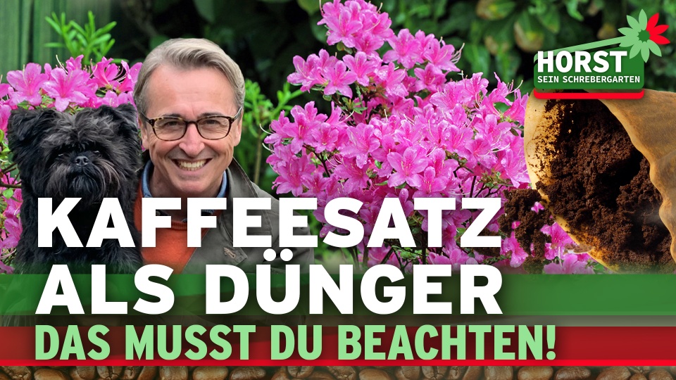 zitronenbaum düngen herbst Zitrusdünger - Mineralischer NPK Flüssigdünger mit Stickstoff