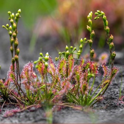 Sonnentau waechst in einem Moor © picture alliance/ Andreas Franke