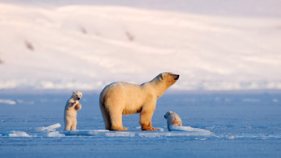 Expeditionen Ins Tierreich - Auf Wiedersehen Eisbär! - Leben Auf Spitzbergen