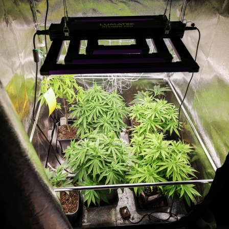 Circa vier Wochen alte Cannabispflanzen stehen in ihrer Wachstumsphase in einem Aufzuchtszelt unter künstlicher Beleuchtung in einem Wohnzimmer.