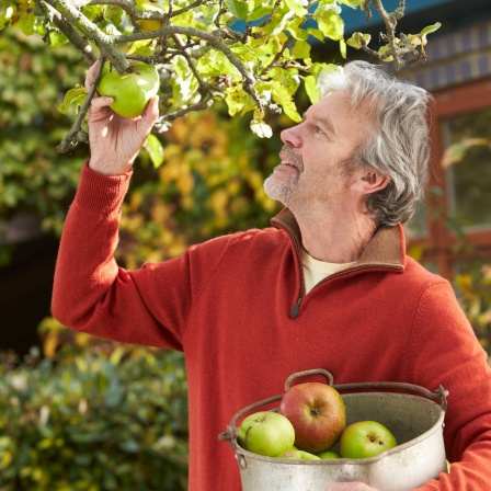 Die besten Apfelsorten für den Apfelbaum im Garten: Ein älterer Mann fasst leicht lächelnd an einen grünen Apfel, der im Baum hängt. Unter dem Arm trägt er ein Gefäß mit vielen Äpfeln darin.