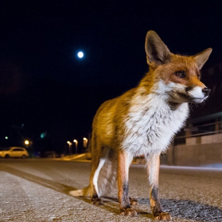 Ein Fuchs steht nachts in einer beleuchteten Stadt.