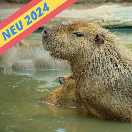 Wasserschwein oder Capybara
