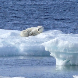 Eisbären auf schwimmendem Eis in der Arktis