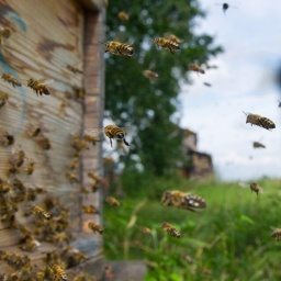 Bienen fliegen zum Bienenstock.