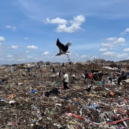 Ein Marabu Vogel fliegt über die Müllkippe in Nairobi in Kenia.