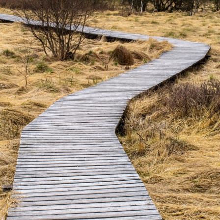 Ein Holzsteg führt durch die Gräserlandschaft des Hohen Venns