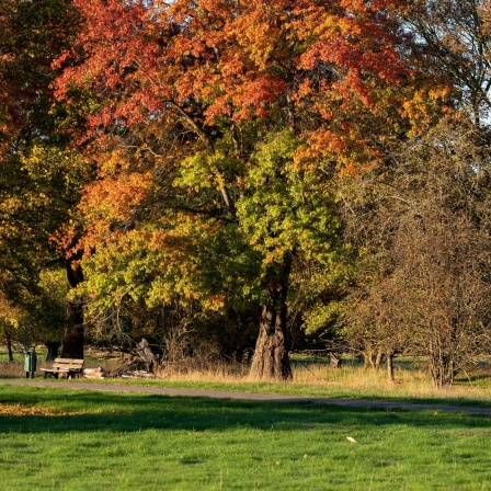 Roteichen im Herrenkrugpark