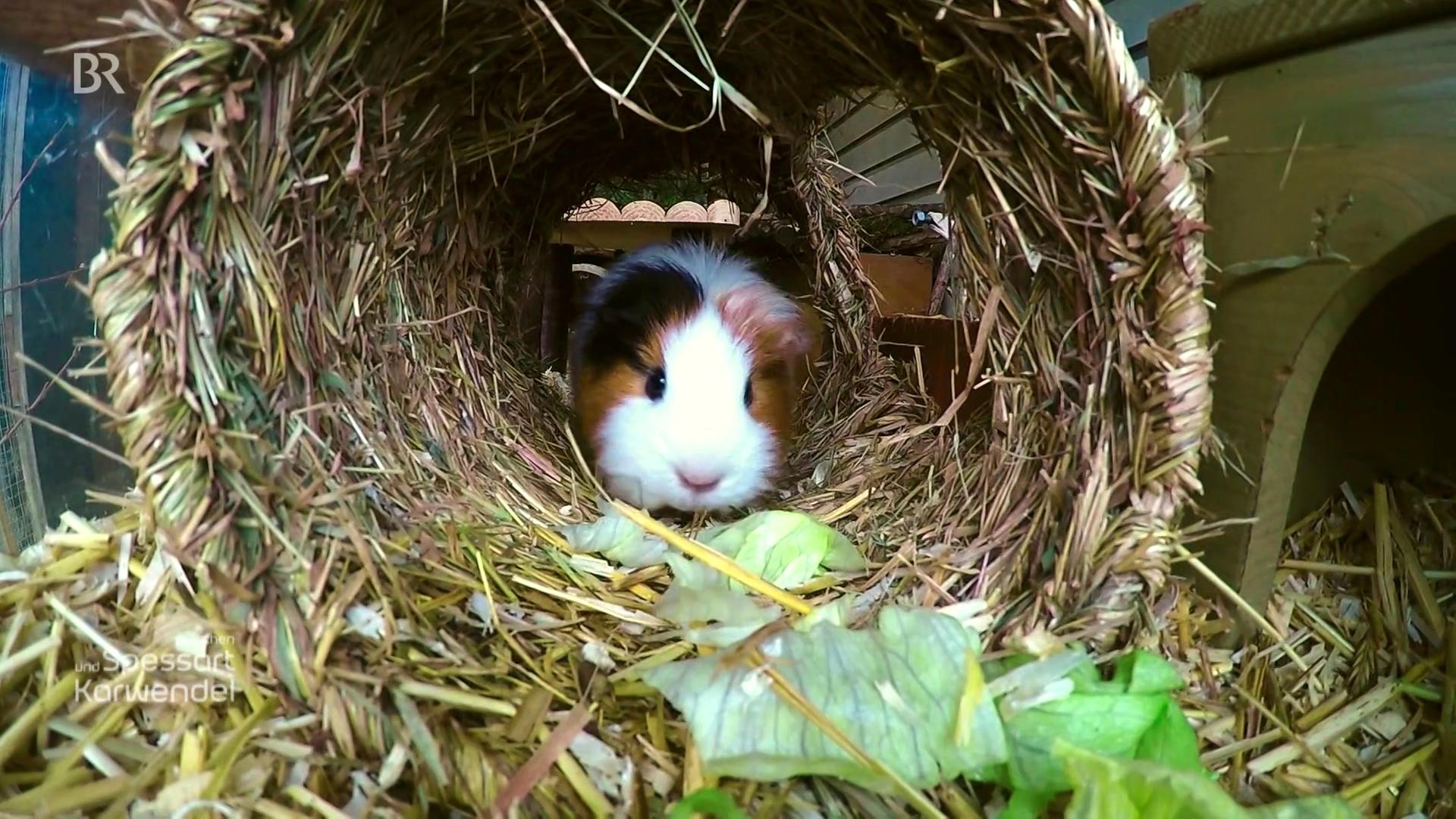 Zwischen Spessart und Karwendel Annemarie Ganzers Auffangstation ARD