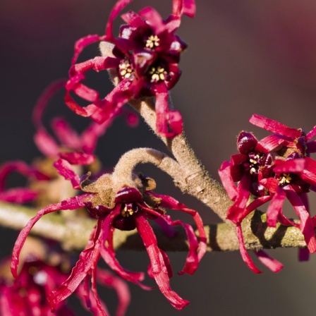 Rote Blüten einer Japanischen Zaubernuss