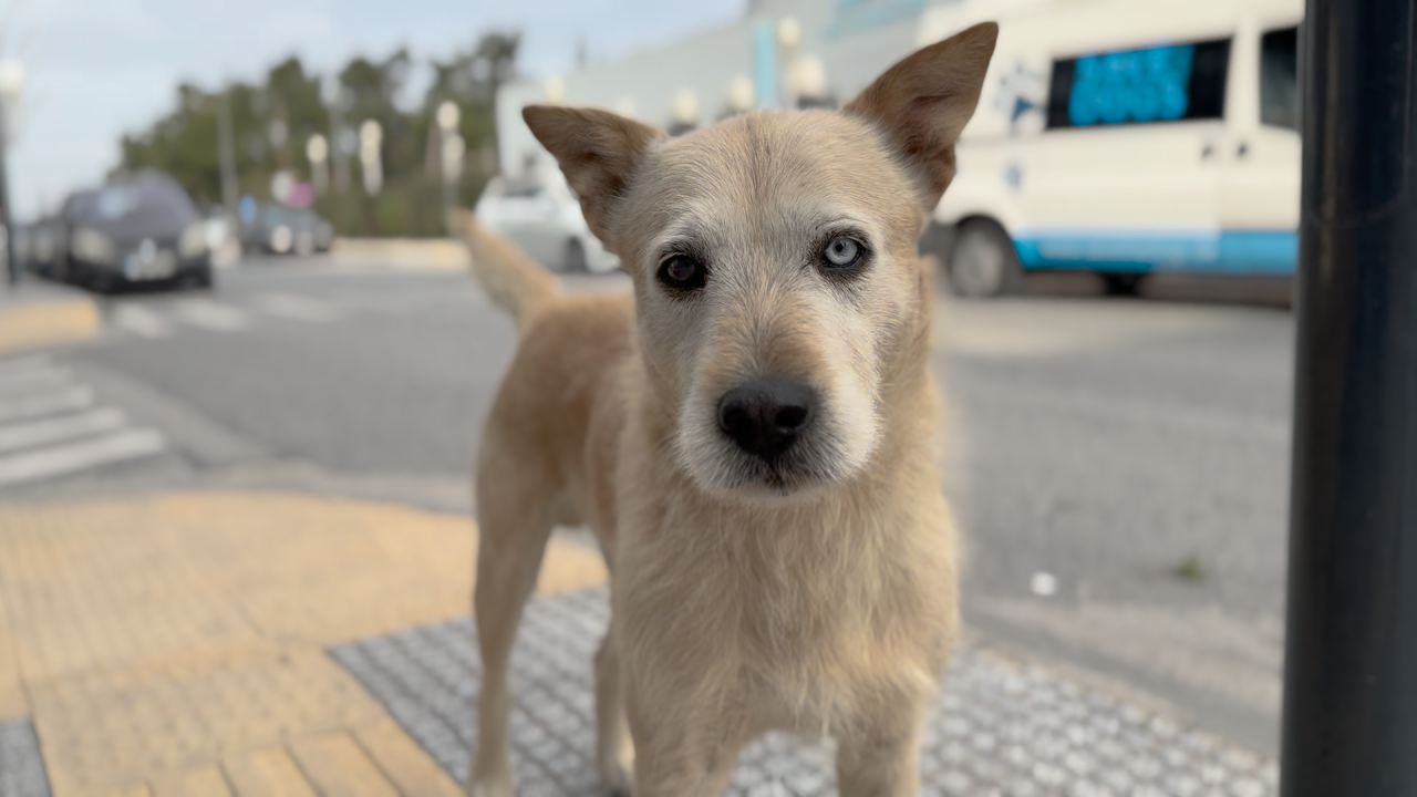 Glückliche Straßenhunde in Griechenland?