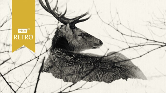 Hirsch im Schnee liegend (Quelle: rbb)