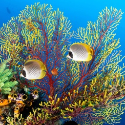 Zwei Fische vor einer bunten Koralle