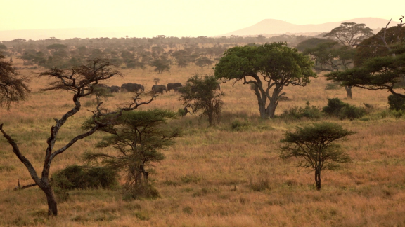 Wer Weiß Denn Sowas? - Was Hat Die Ausbreitung Großköpfiger Ameisen In Kenia Zur Folge.