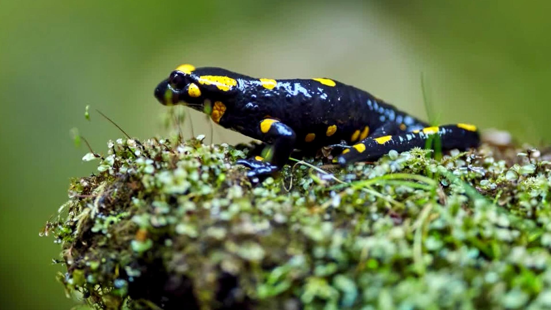 alphawissen kompakt 5 Fakten über Feuersalamander ARD Mediathek
