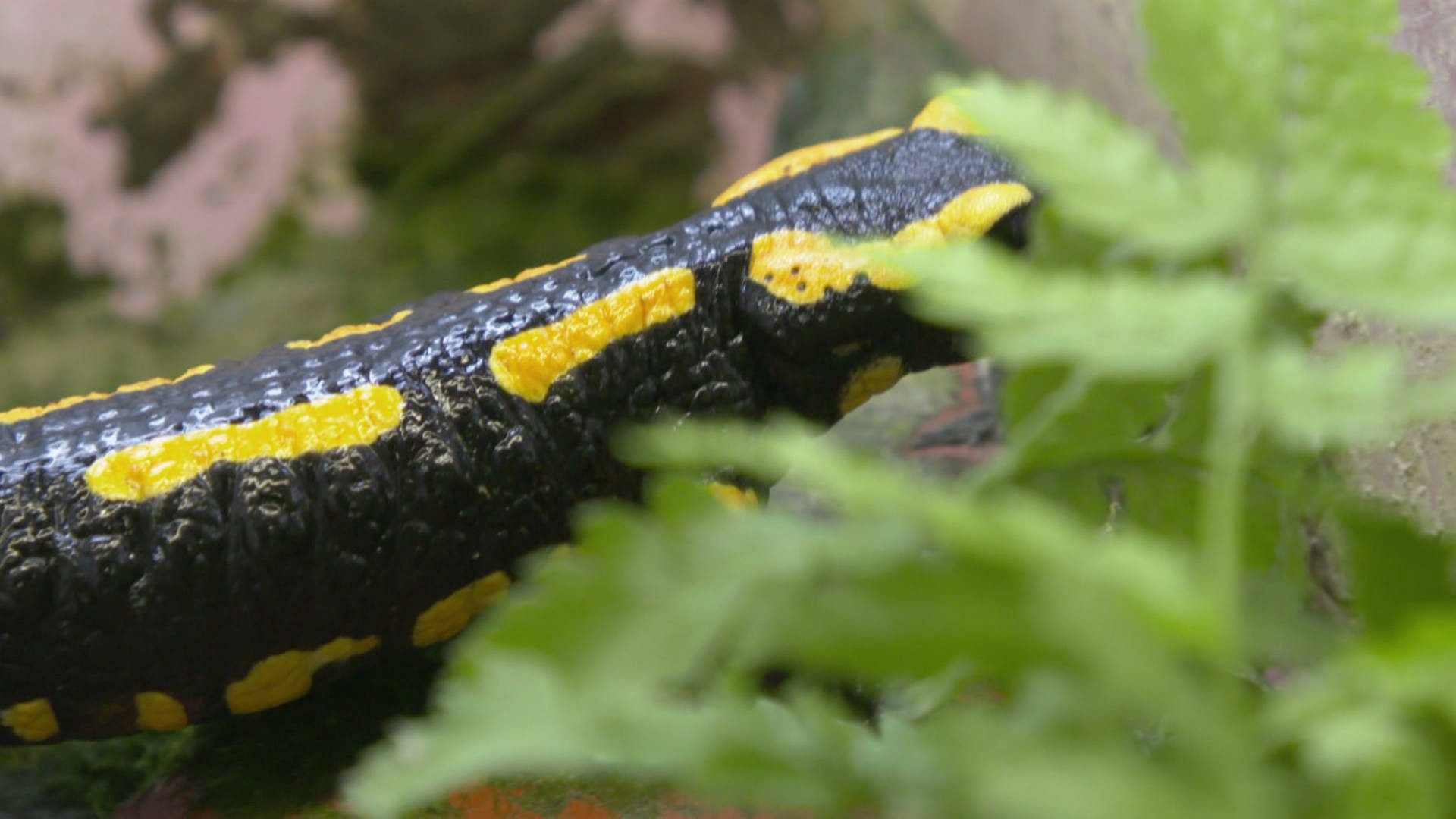 Natürlich!: Salamander-Pest Bedroht Feuersalamander | ARD Mediathek