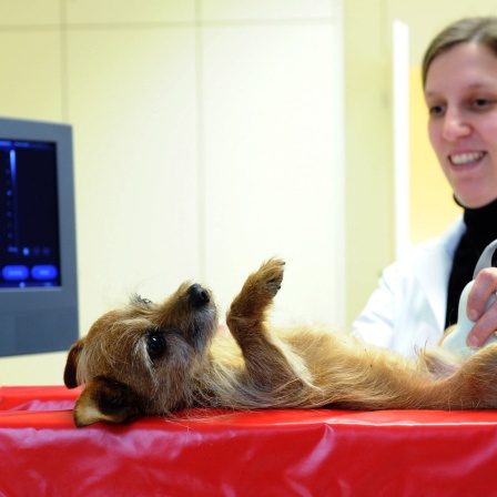 Tierärztin untersucht einen Terrier mit Ultraschallgerät