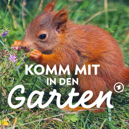 Eichhörnchen