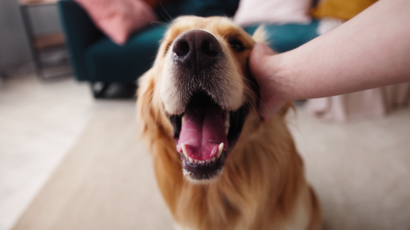 Wer Weiß Denn Sowas? - Sollte Man Hundefutter Regelmäßig Wechseln.