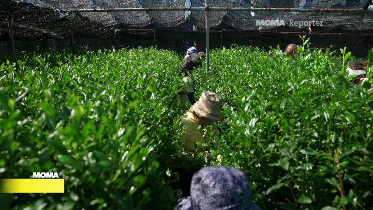 Morgenmagazin: Hype um Matcha: Ernte in Japan