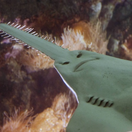 Die Tierdocs: Sägefisch