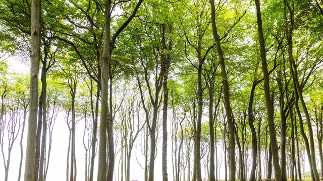 Wald aus vom Wind geformten Buchen an einer Steilkueste der Ostsee, Deutschland, Mecklenburg-Vorpommern