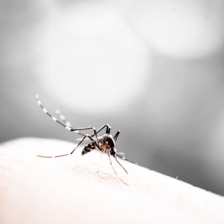 Stechmücken - Das geheime Leben der sirrenden Sauger