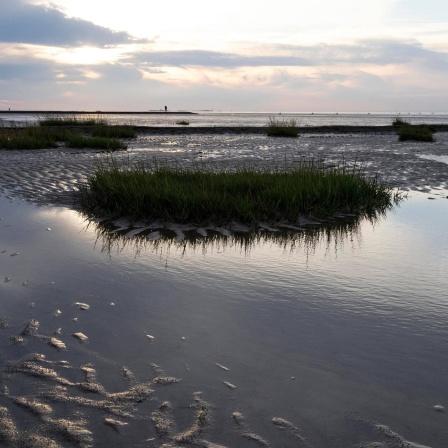 Seegras im Watt bei Ebbe an der Nordseeküste