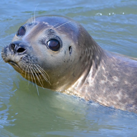 Ein grauer Seehund mit großen schwarzen Augen schwimmt im Wasser.