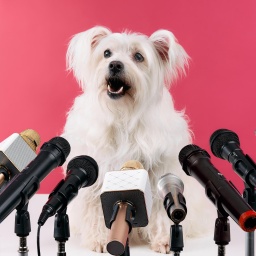 Ein kleiner weißer flauschigen Hund hält eine Pressekonferenz, er hat verschiedenen Mikrofonen vor sich stehen. 