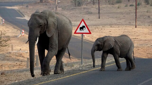 Wo Mensch und Elefant zusammentreffen braucht es Regeln, um ein friedliches Miteinander zu schaffen. Diese Elefanten wissen genau, wo sie die Straße gefahrlos überqueren können.