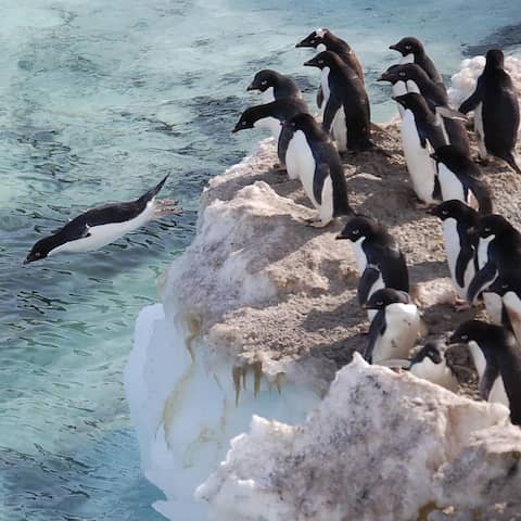 Adelie-Pinguine springen vom Ross Felsen in der Antarktis aus ins Meer. Der Felsen ist in der rechten Bildhälfte zu sehen. Die Eisplatte ist von Guano braun gefärbt. Ein Pinguin ist gerade in der Luft.