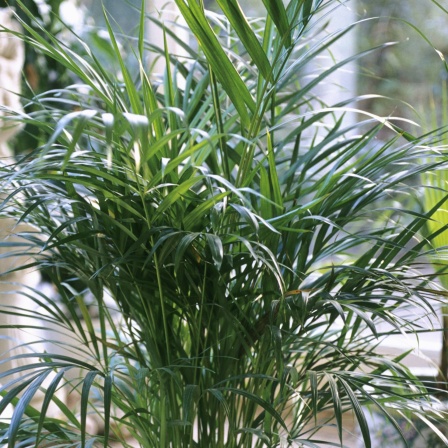 künstliche aloe vera pflanze Künstliche Aloe-Vera Pflanze 60cm – Sunrise main image 1