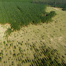 Luftaufnahme eines Waldgebietes in Brasilien, in dem im unteren Teil wieder aufgeforstet wird.