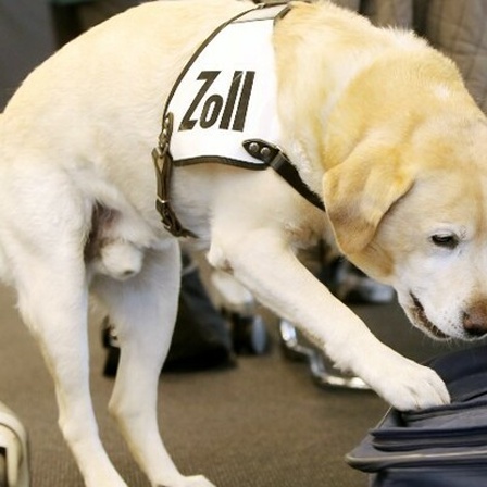 Ein Spürhund am Flughafen in Hamburg schnüffelt an einem Koffer