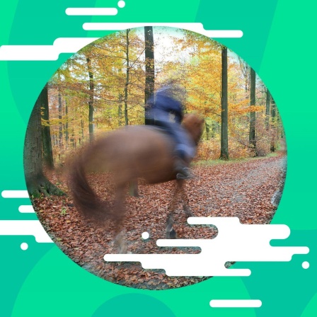 Zwei Pferde im Wald